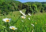 29 Leucanthemum vulgare - Margherita diploide nel verde prato